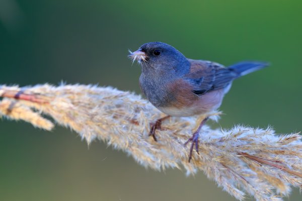 Dark-eyed Junco