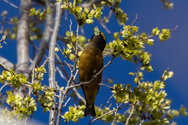 Evening Grosbeak
