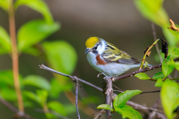 Chestnut-sided Warbler
