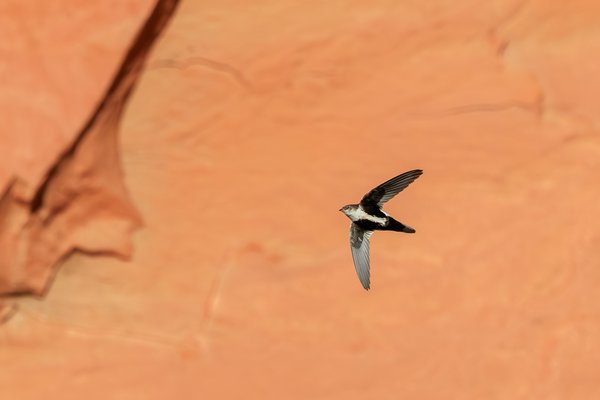 White-throated Swift
