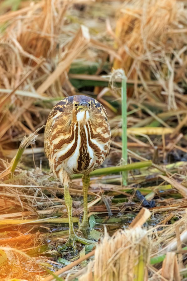 American Bittern