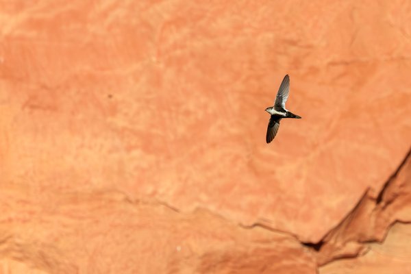 White-throated Swift