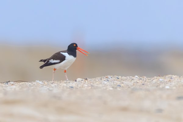 American Oystercatcher
