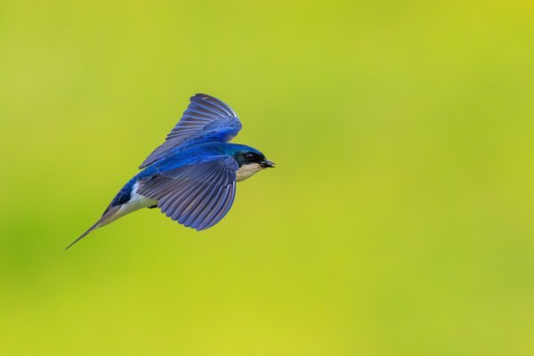 Tree Swallow