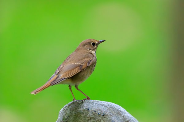 Hermit Thrush