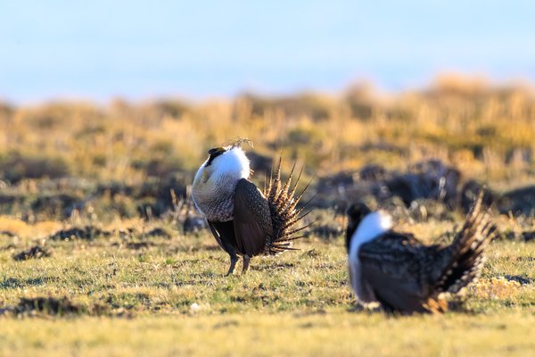 Greater Sage-Grouse