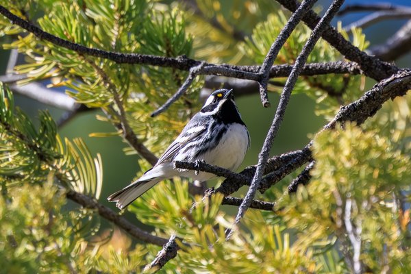 Black-throated Gray Warbler