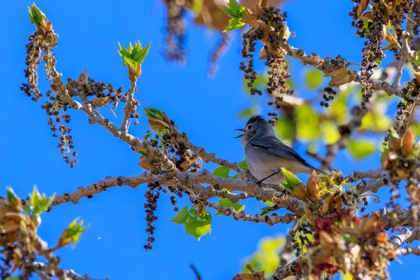 Lucy's Warbler