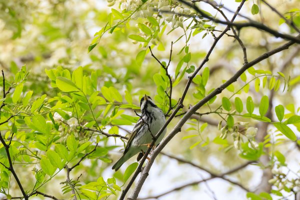Blackpoll Warbler