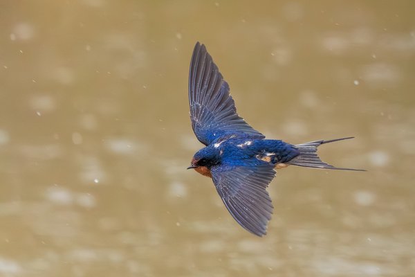 Barn Swallow
