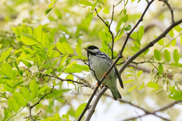 Blackpoll Warbler