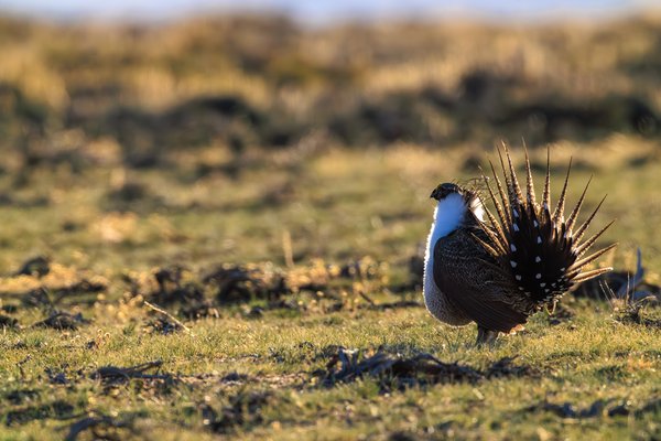 Greater Sage-Grouse