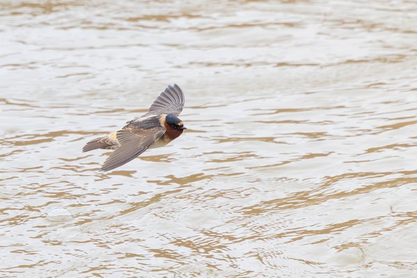 Barn Swallow