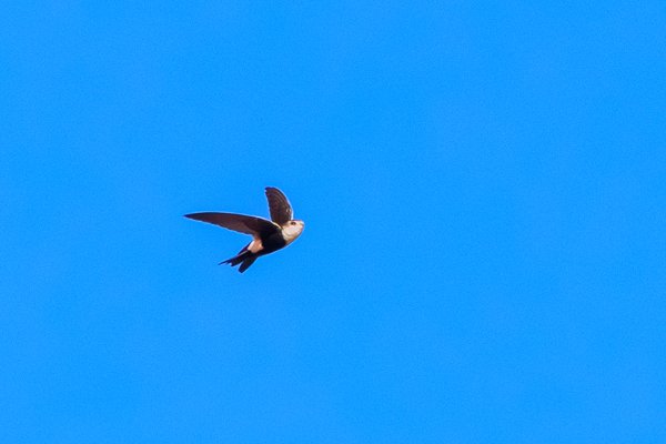 White-throated Swift