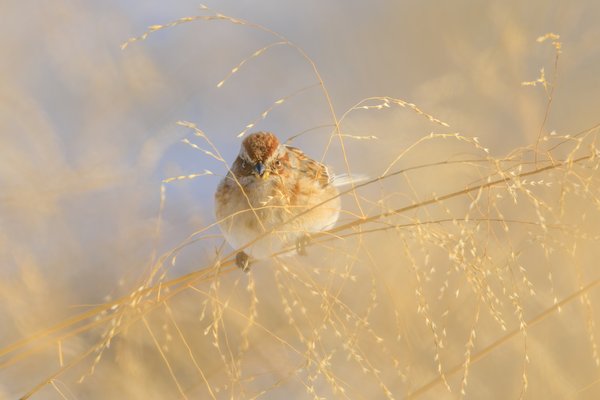 Field Sparrow