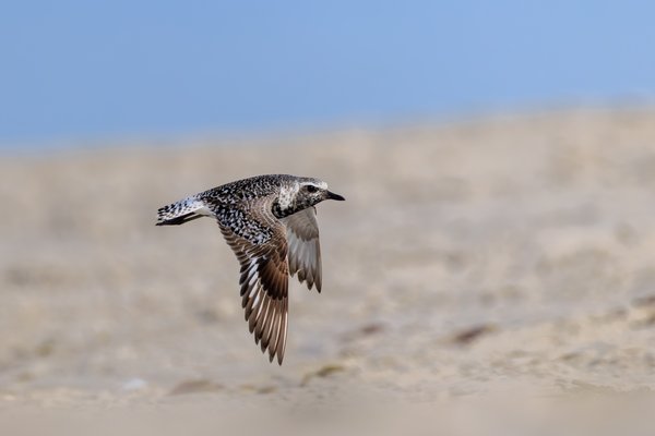 Black-bellied Plover