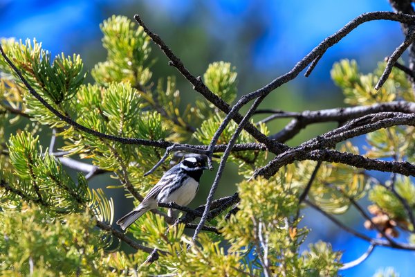 Black-throated Gray Warbler