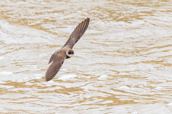 Northern Rough-winged Swallow