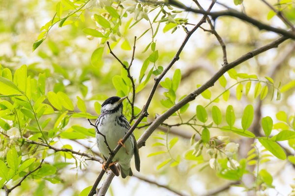 Blackpoll Warbler