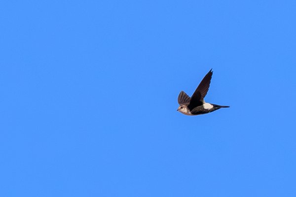 White-throated Swift