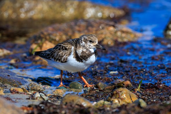 Ruddy Turnstone