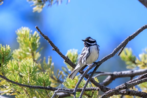 Black-throated Gray Warbler
