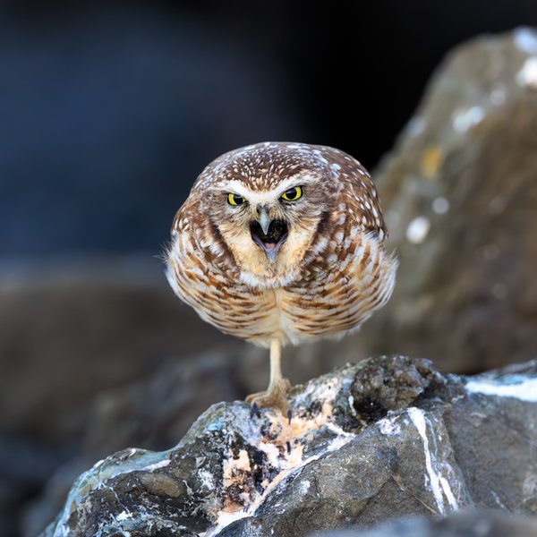 Burrowing Owl