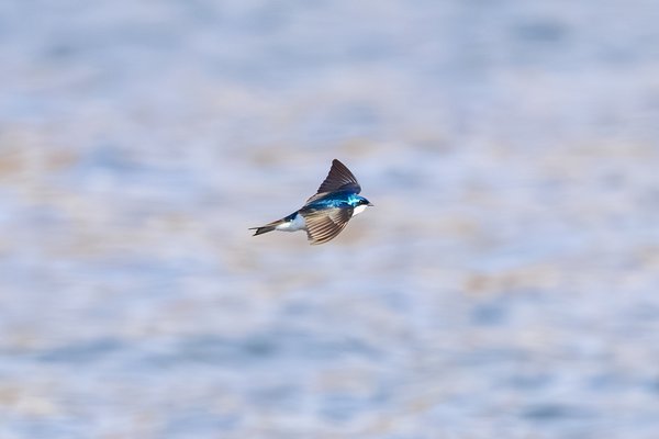 Tree Swallow