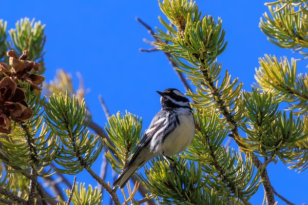 Black-throated Gray Warbler