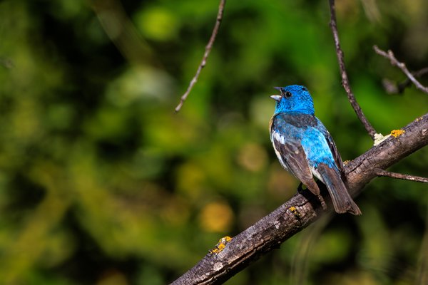 Lazuli Bunting