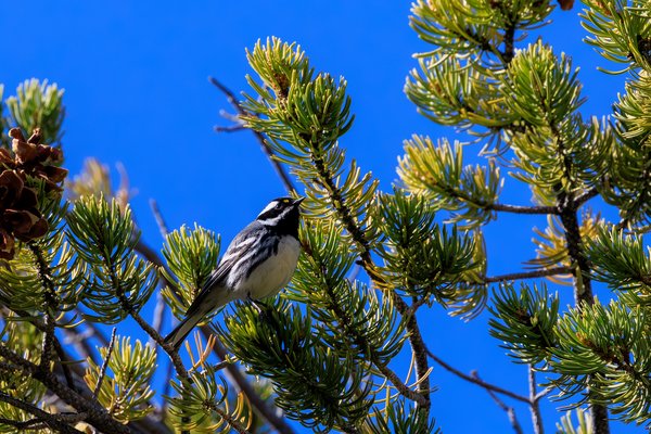 Black-throated Gray Warbler
