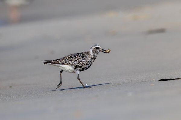 Black-bellied Plover