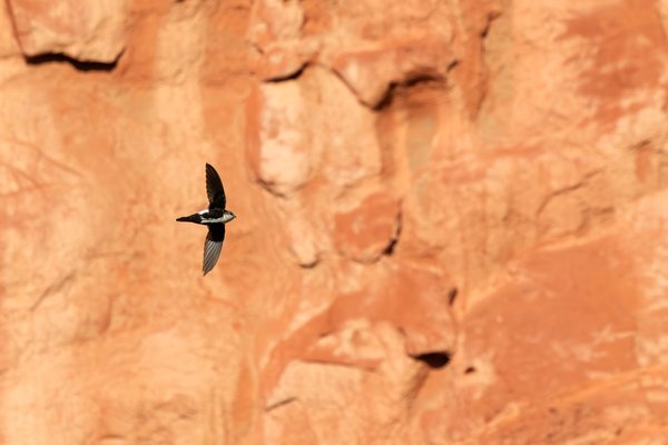 White-throated Swift