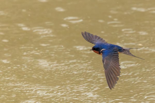 Barn Swallow