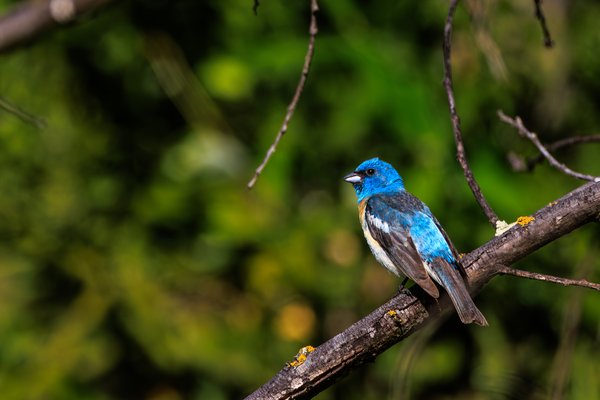 Lazuli Bunting
