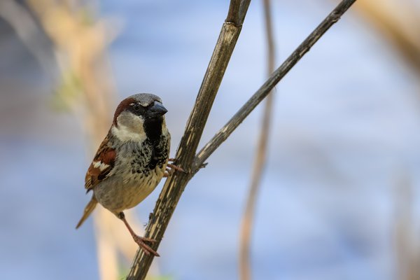 House Sparrow