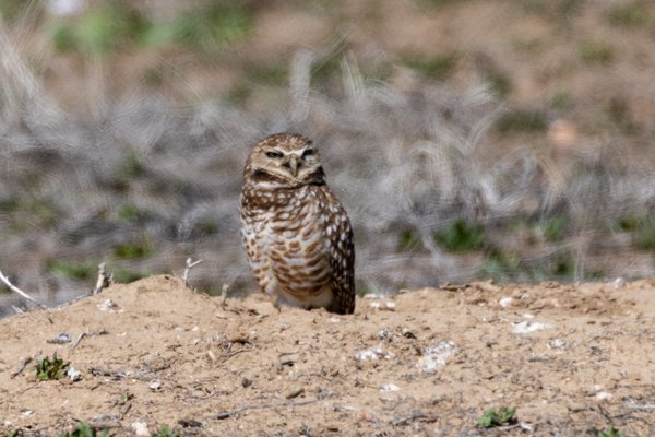 Burrowing Owl