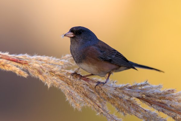 Dark-eyed Junco