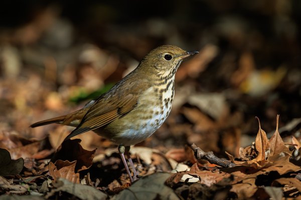 Hermit Thrush