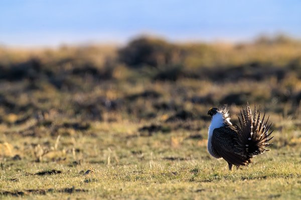 Greater Sage-Grouse
