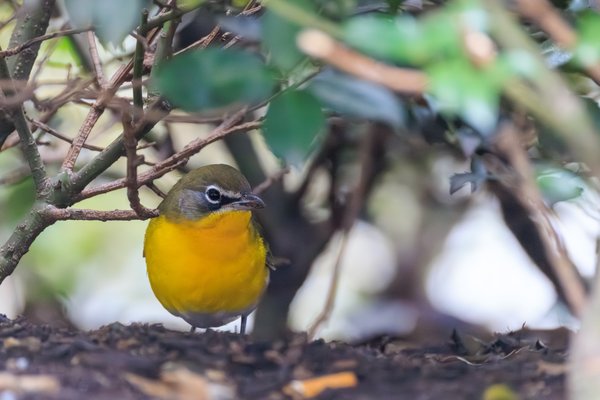 Yellow-breasted Chat