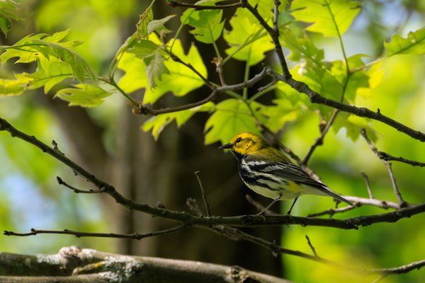 Black-throated Green Warbler