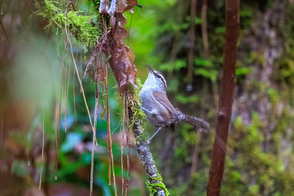 Bewick's Wren