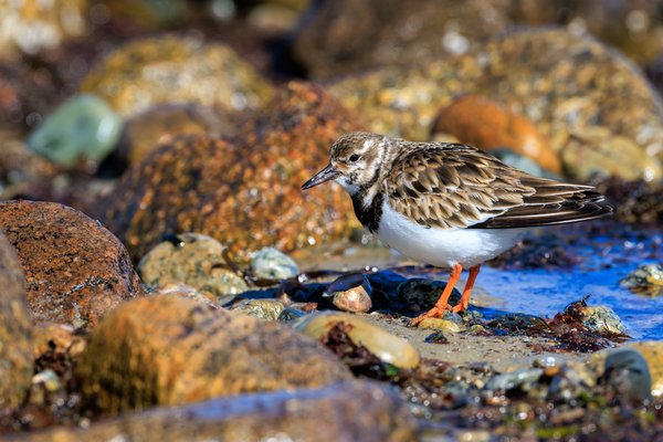 Ruddy Turnstone
