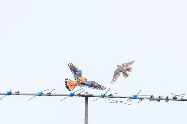 American Kestrel