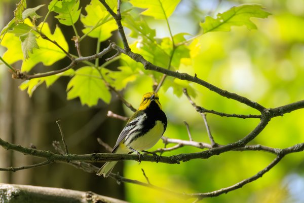 Black-throated Green Warbler
