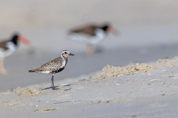 Black-bellied Plover