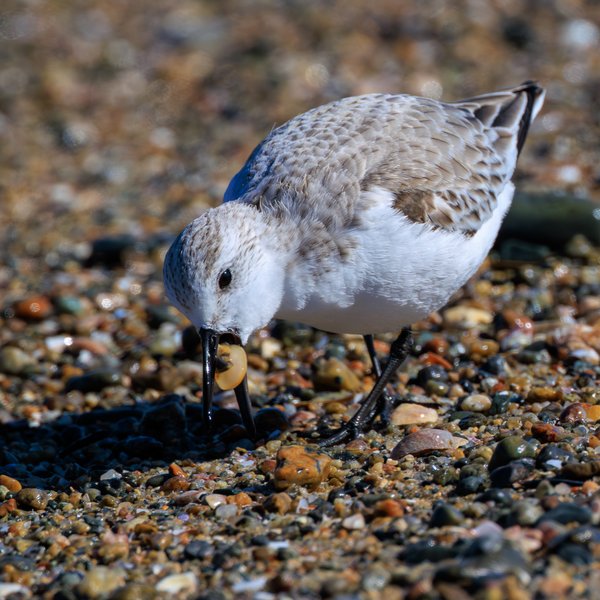 Sanderling