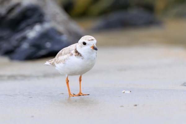 Piping Plover
