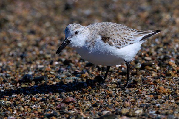 Sanderling